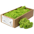 Qualitäts-Deko Rentiermoos – Hellgrün – 635g Box